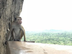 Srilanka come salire Sigiriya rock