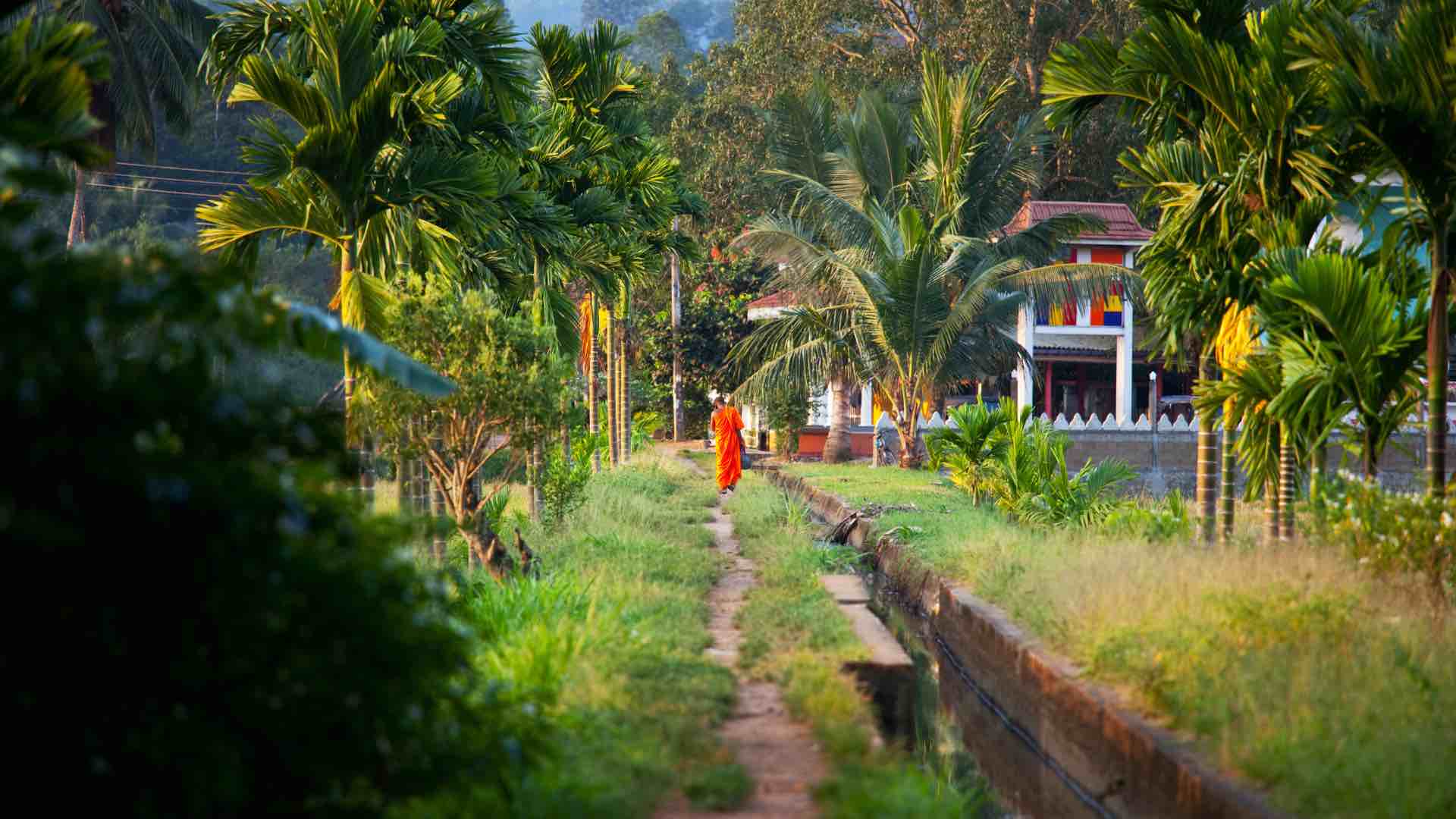 tea plantations of Sri Lanka with kids