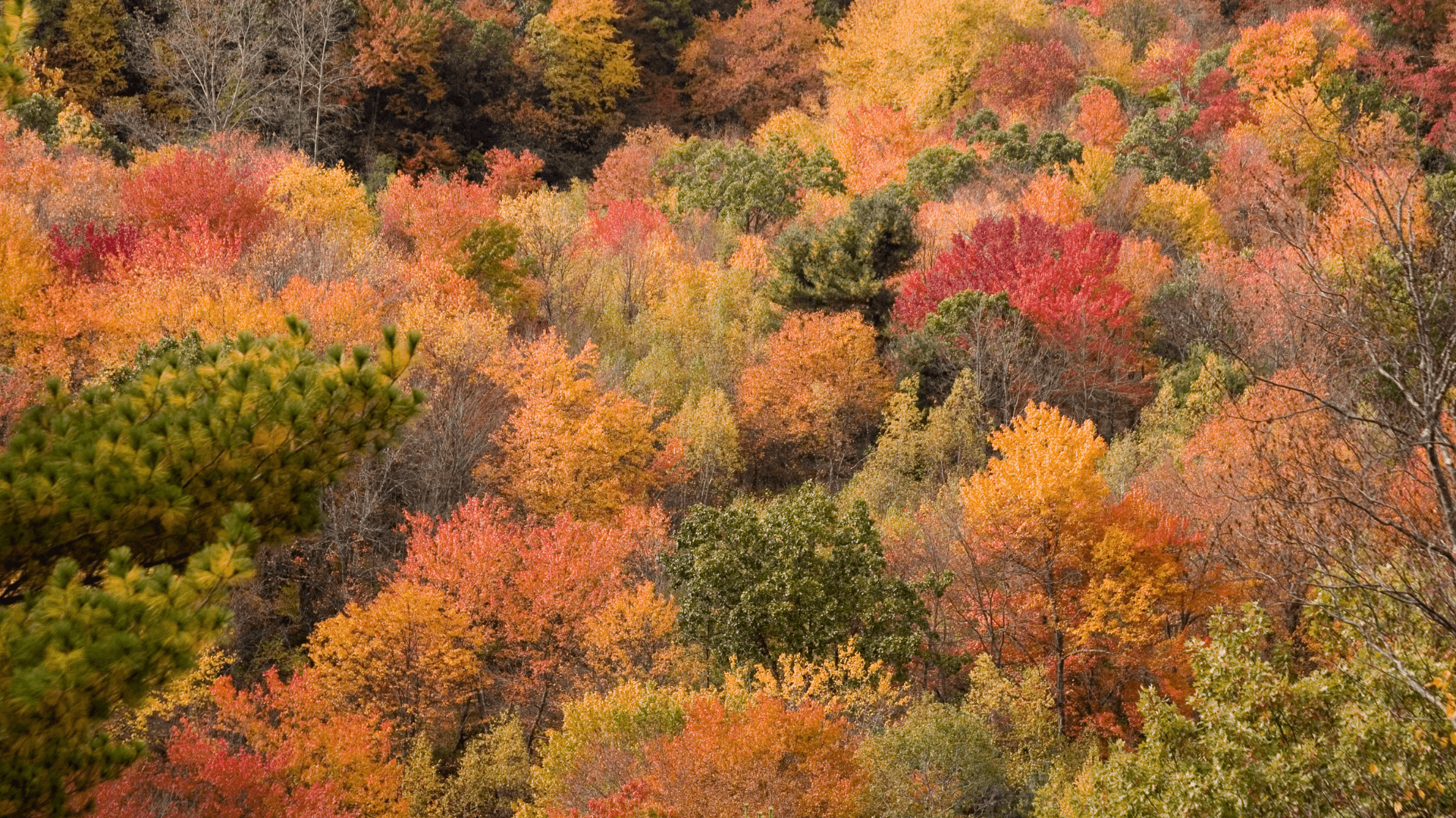 foliage in the Appennino Romagnolo