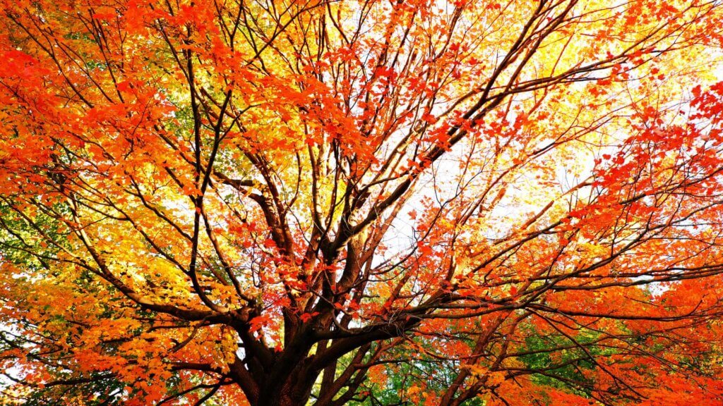 Foliage in Abruzzo