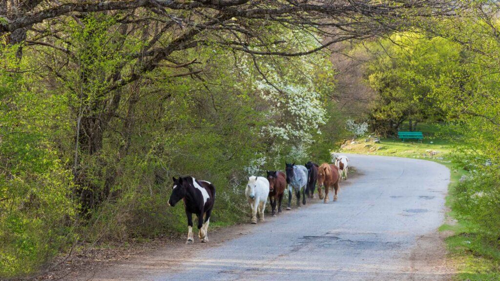 Where to See Deer in Abruzzo 3 Miniwanderlust Team Where to See Deer in Abruzzo