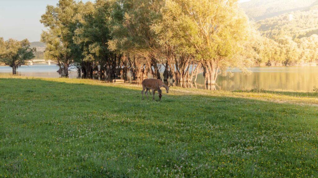 Where to See Deer in Abruzzo 2 Miniwanderlust Team Where to See Deer in Abruzzo