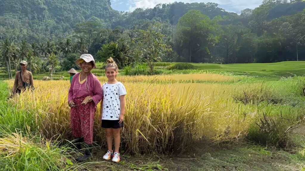 Rice Harvesting In Bali