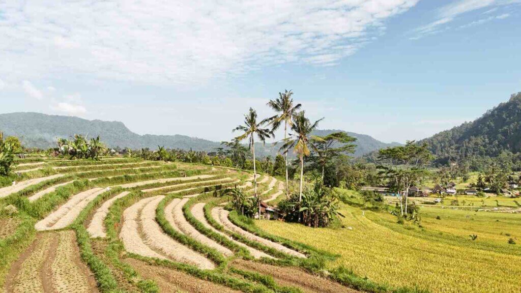 rice harvesting in Bali