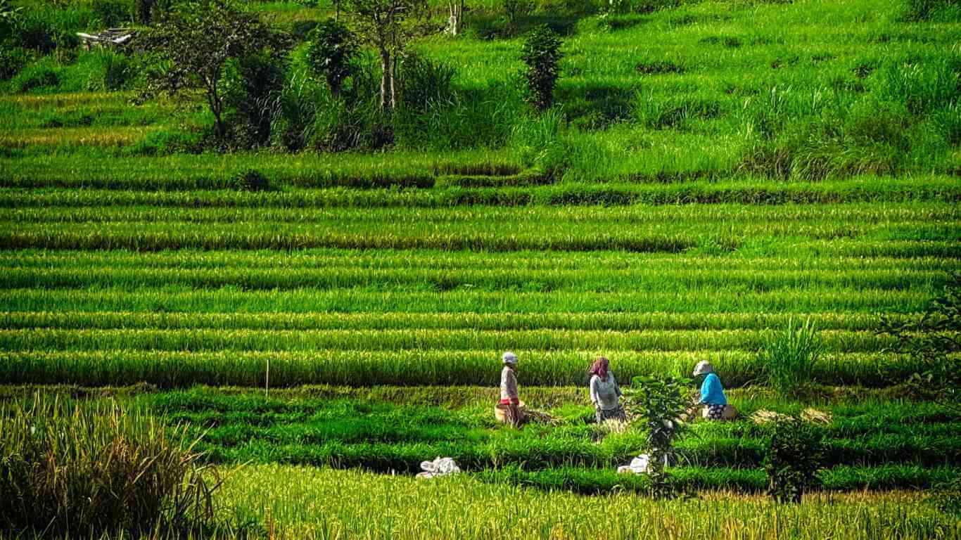 Sidemen in Bali with kids